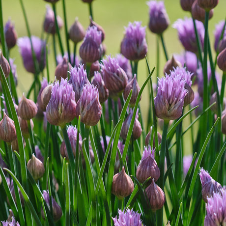 Chives 'Natsuyo'