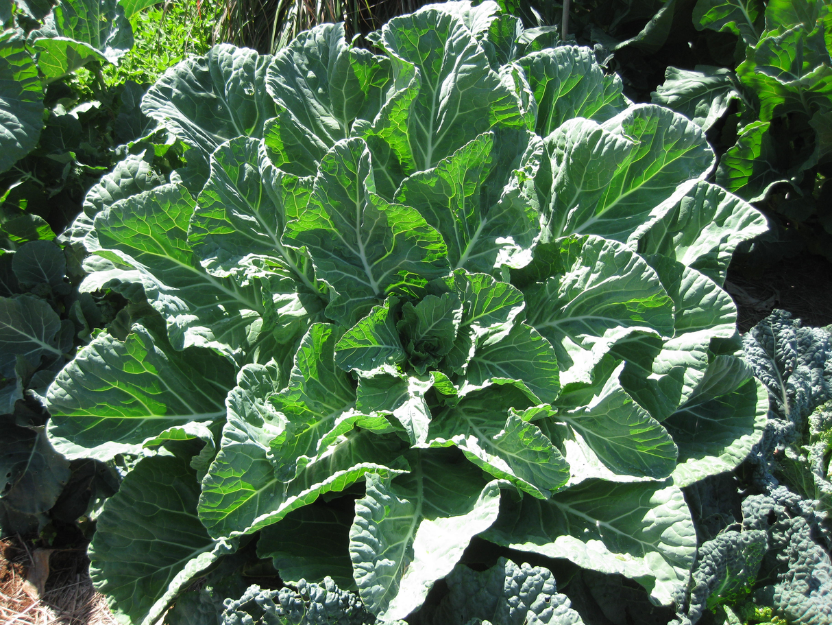 Collards 'Georgia Southern'