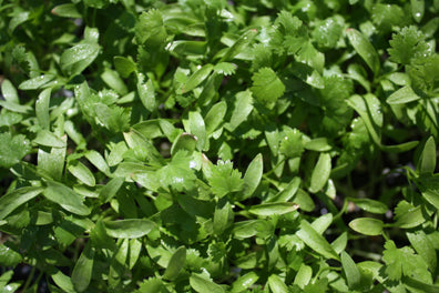 Coriander Microgreens