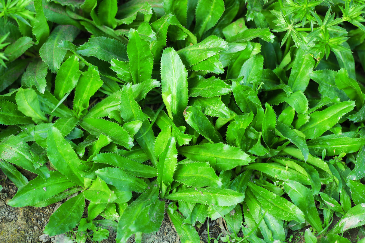 Coriander - Mexican