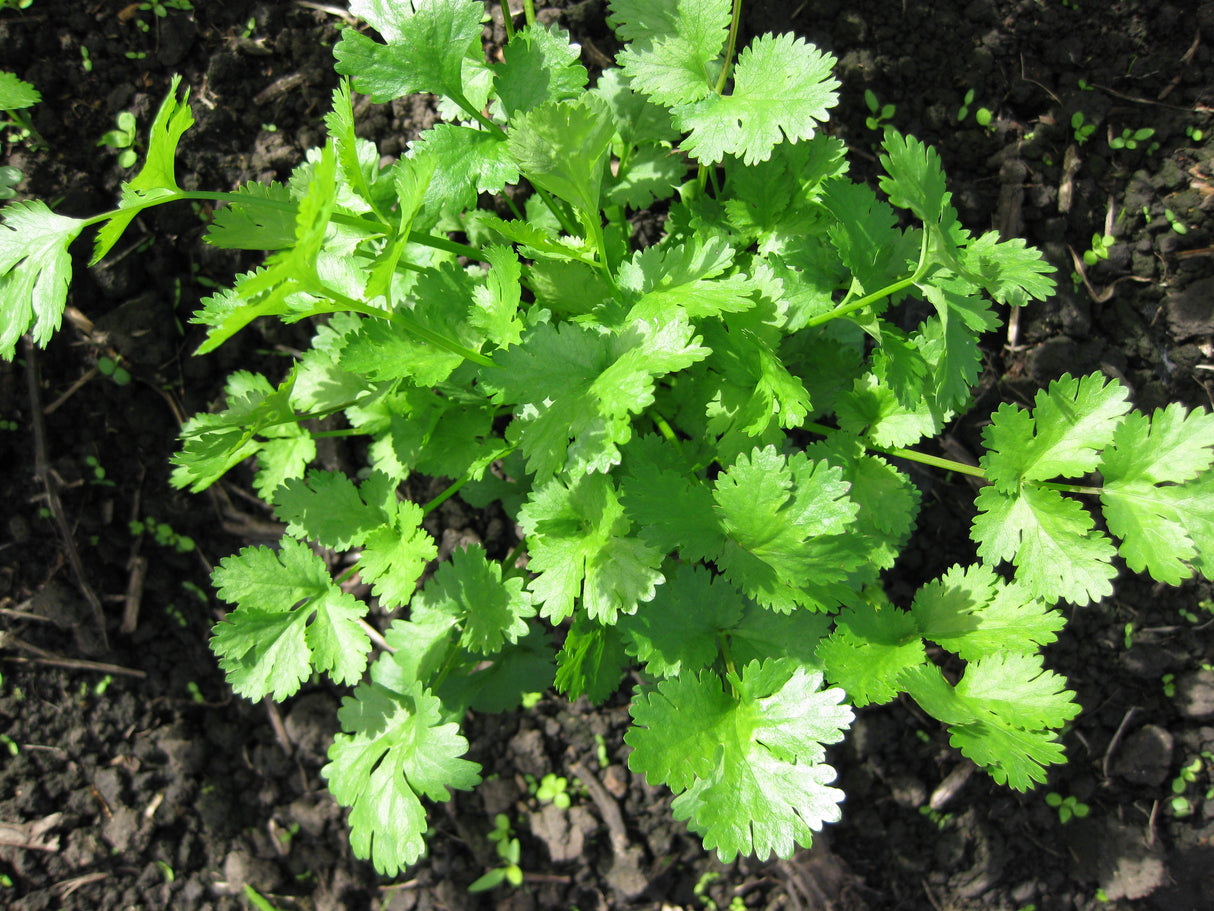 Coriander 'Slow Bolt'