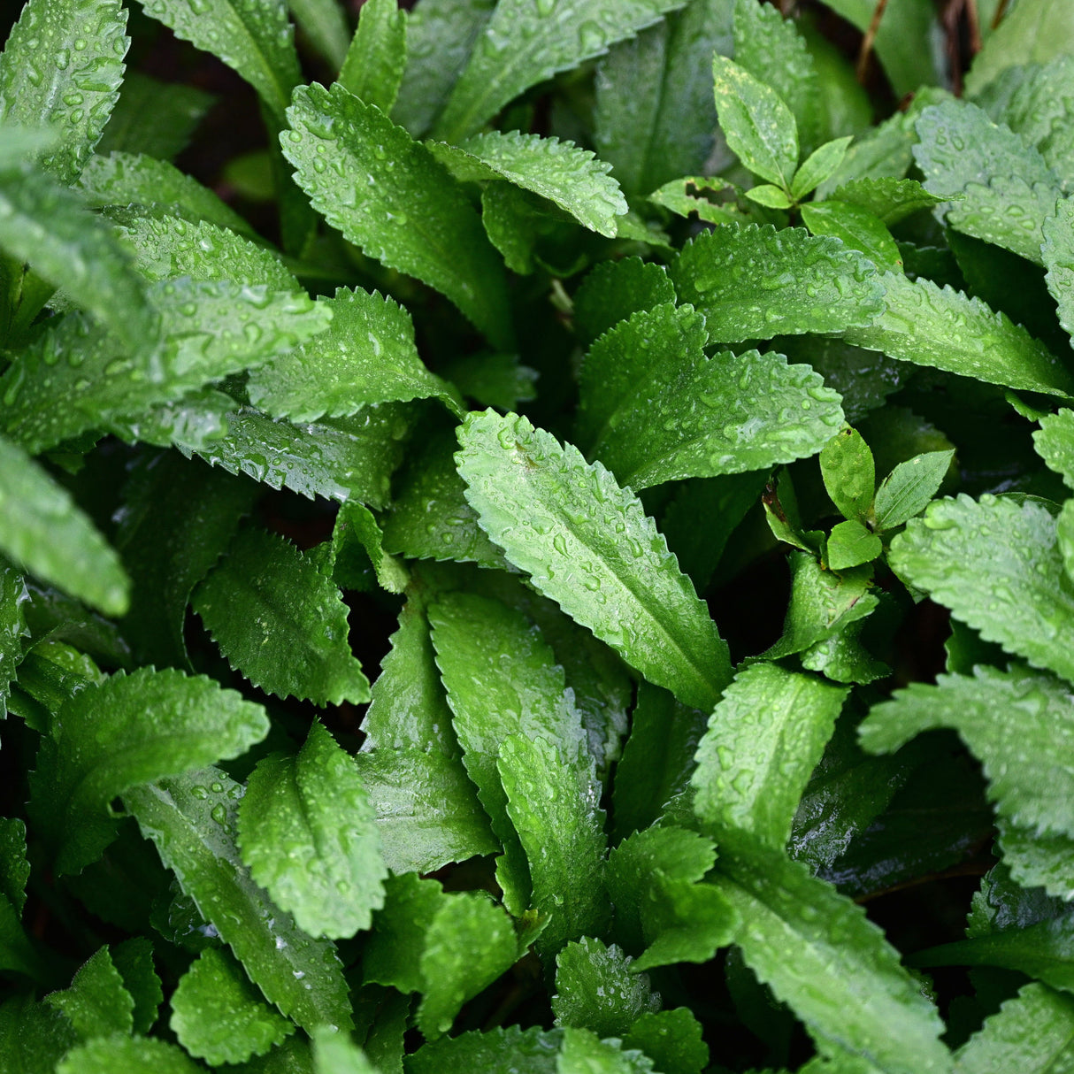 Coriander - Mexican