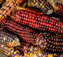 Sweet Corn 'Anasazi'