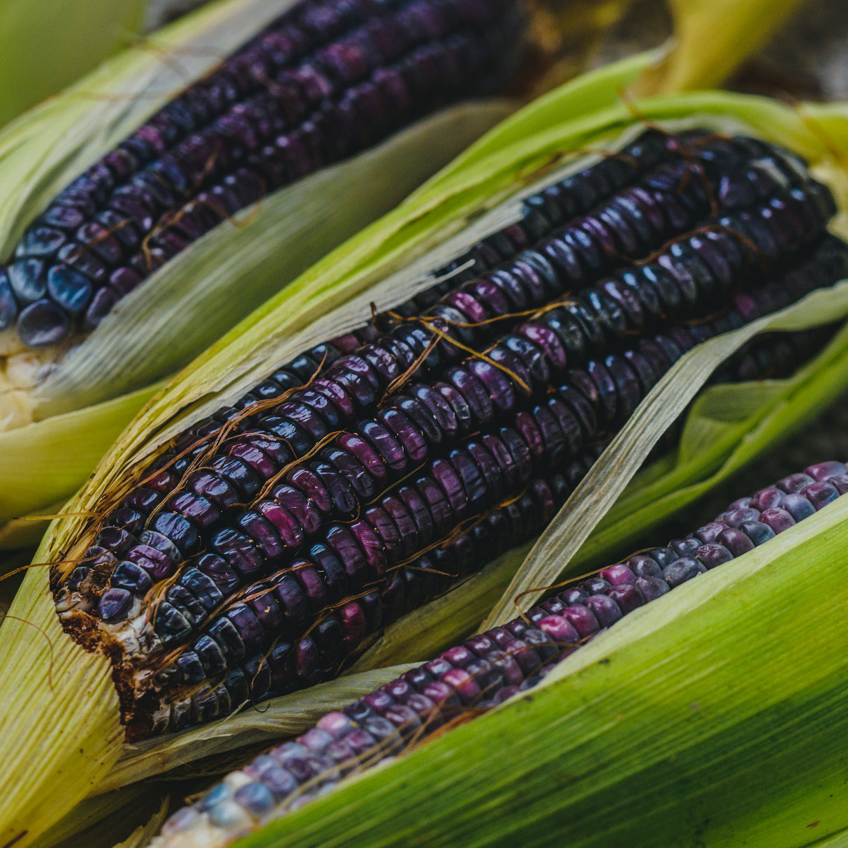 Corn 'Hopi Blue Maize'