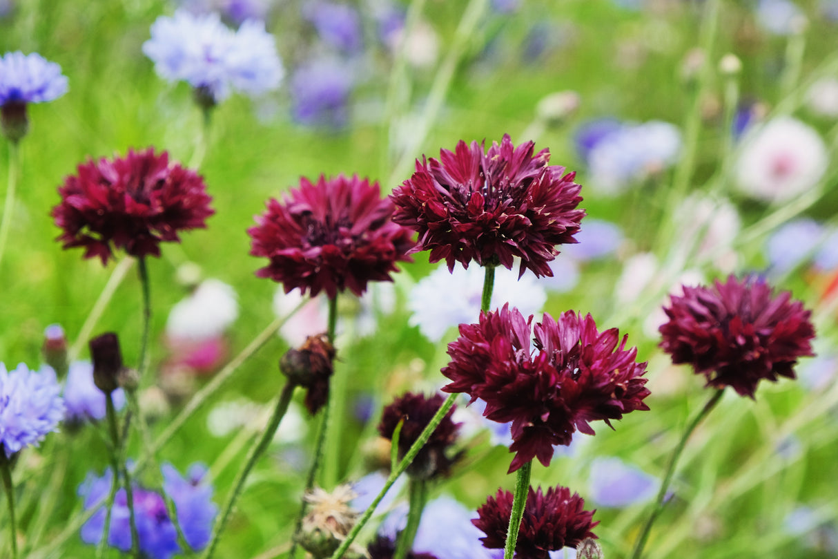 Cornflower 'Black Ball'