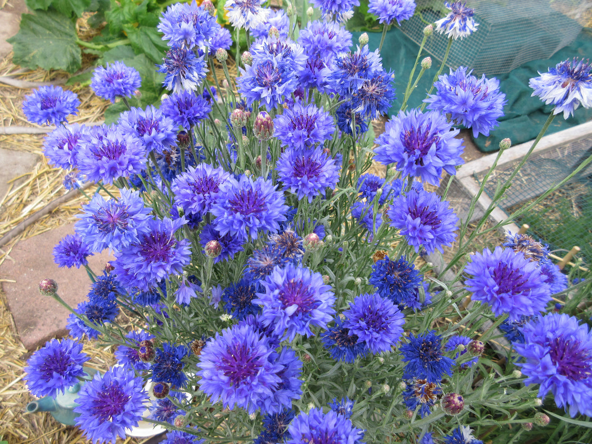 Cornflower 'Blue Boy'