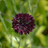 Cornflower 'Black Ball'