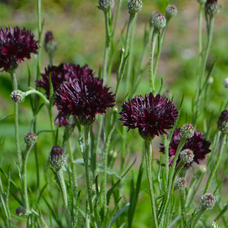 Cornflower 'Black Ball'