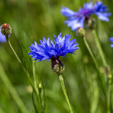 Cornflower 'Blue Boy'