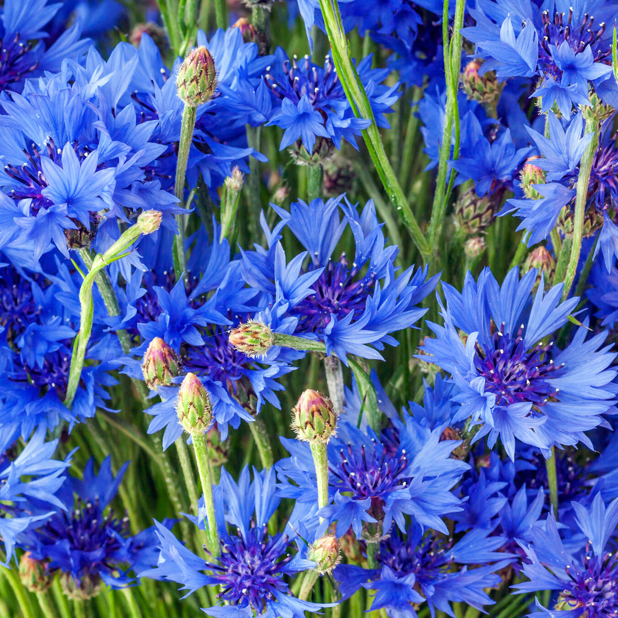 Cornflower 'Blue Boy'