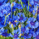 Cornflower 'Blue Boy'