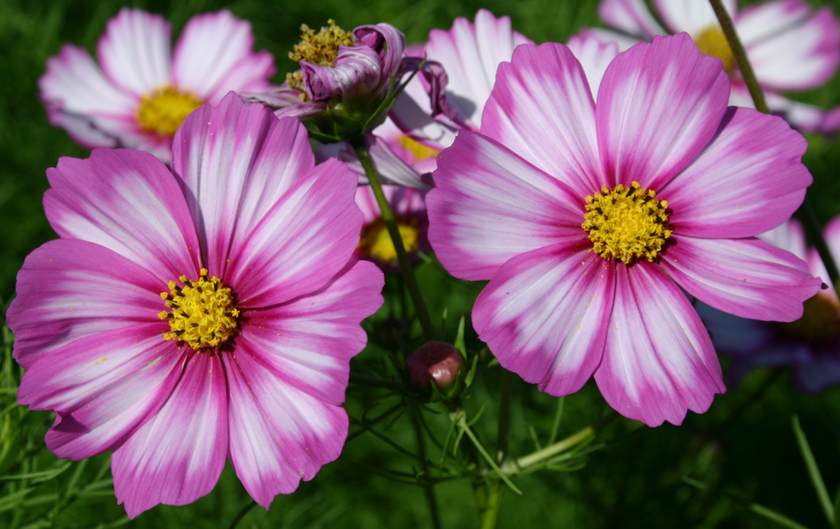 Cosmos 'Picotee'