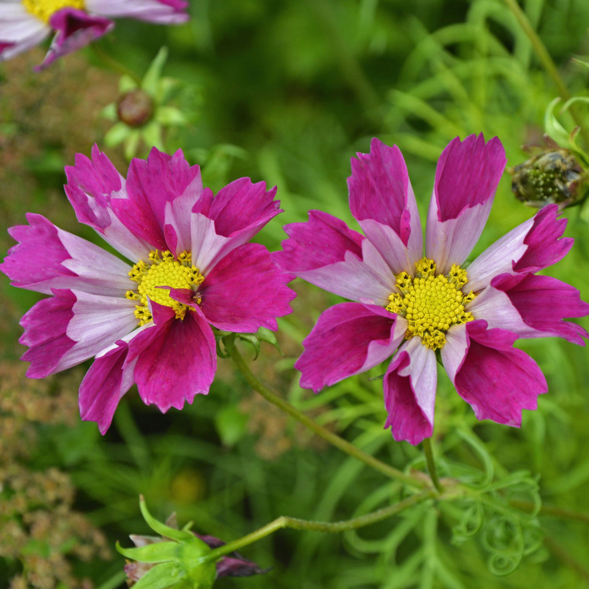 Cosmos 'Sea Shells'