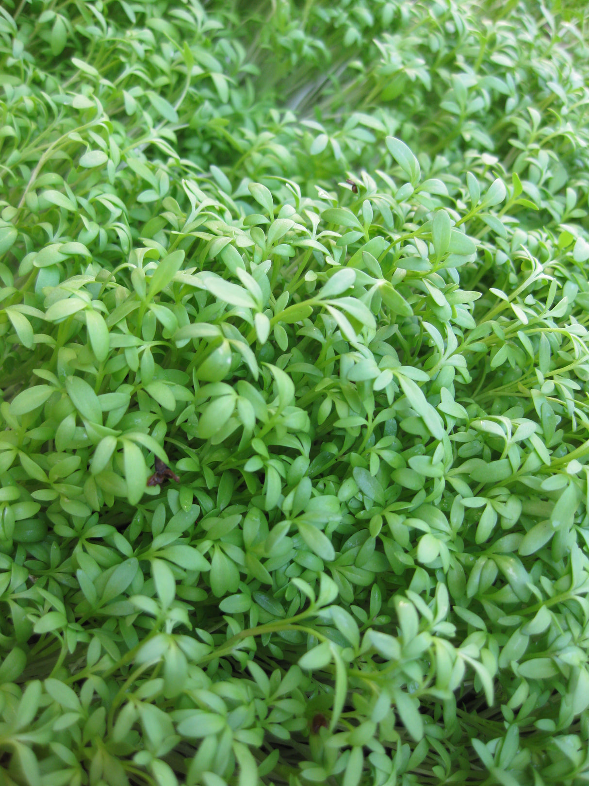 Cress Microgreens