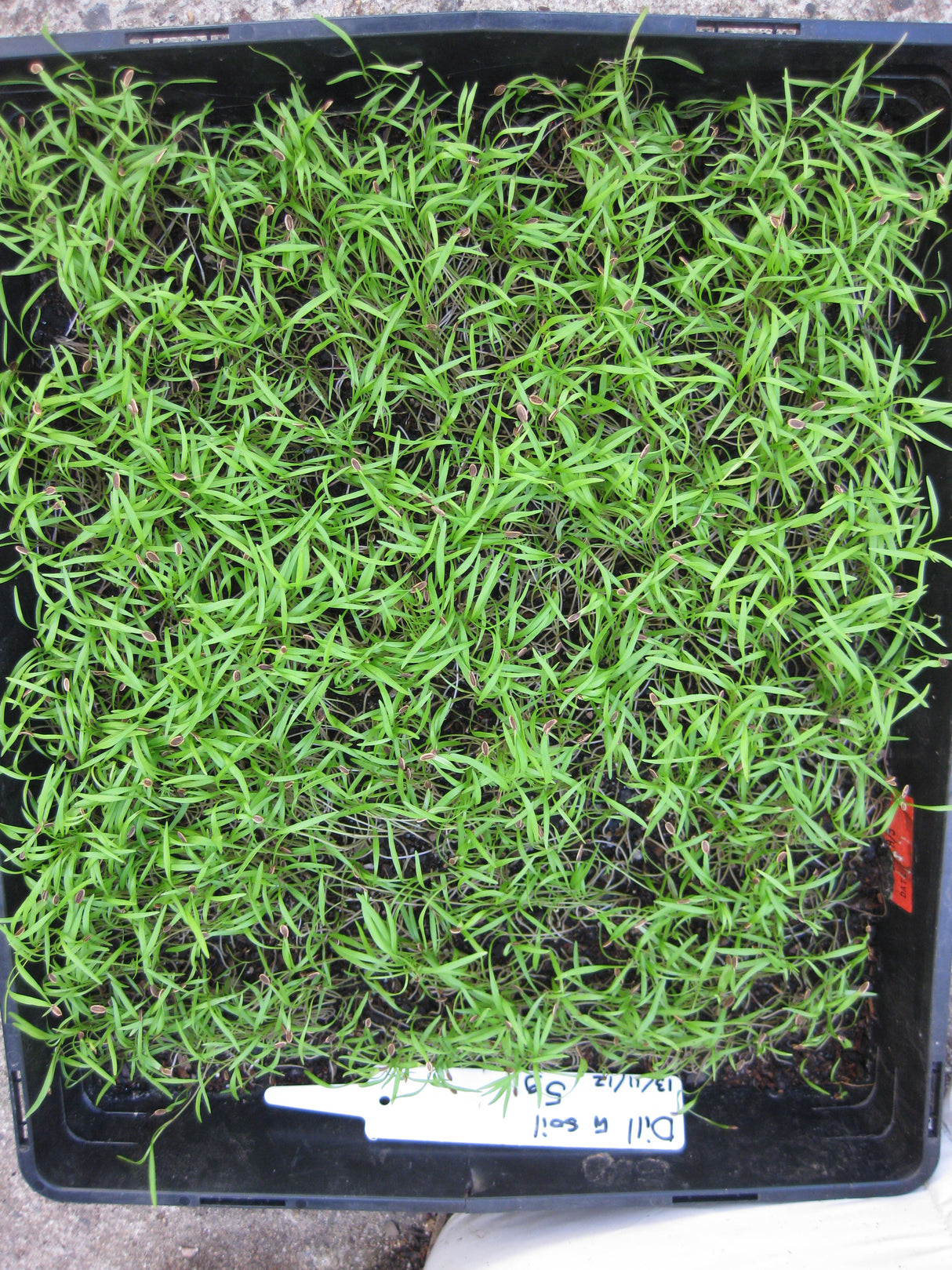 Dill Microgreens