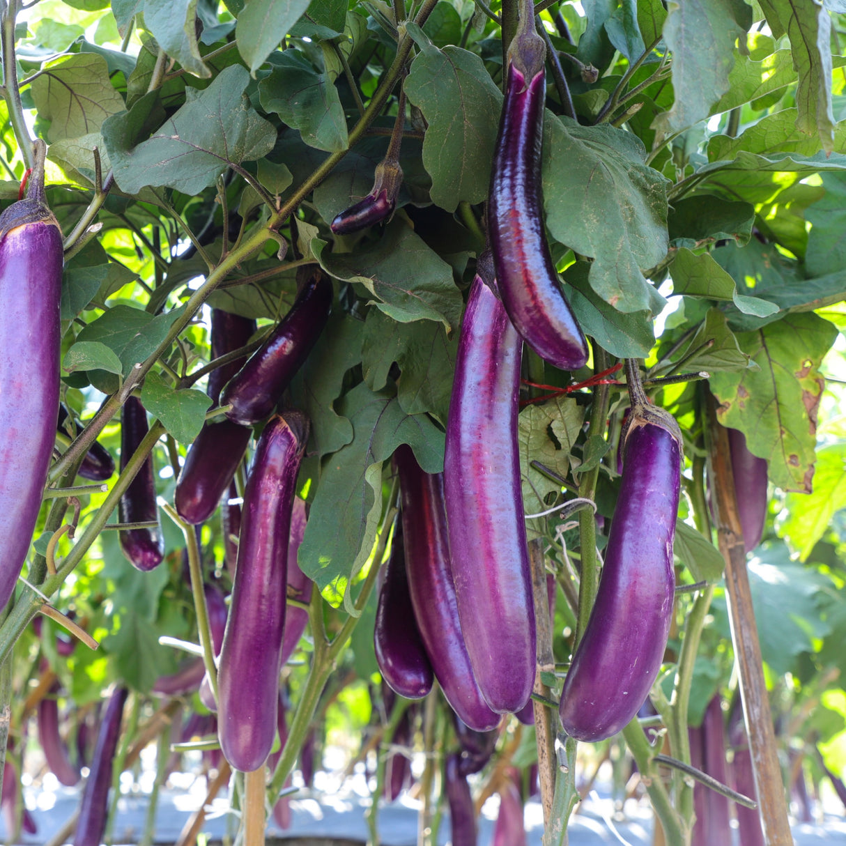 Eggplant 'Early Long Purple'