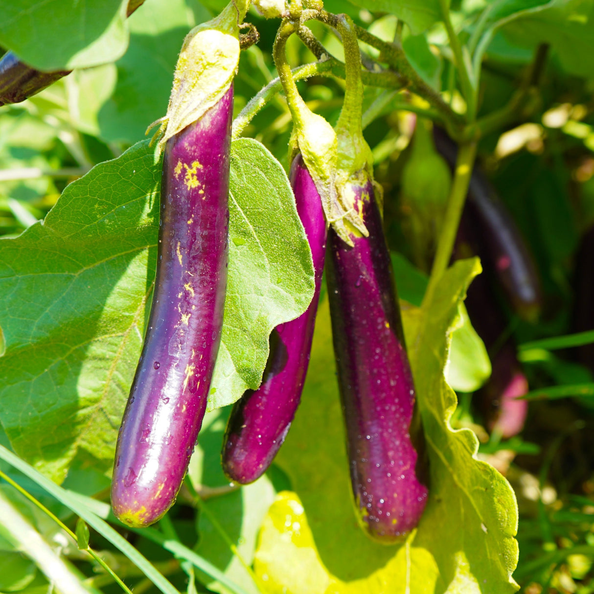 Eggplant 'Early Long Purple'