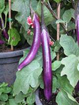 Eggplant 'Ping Tung Long'