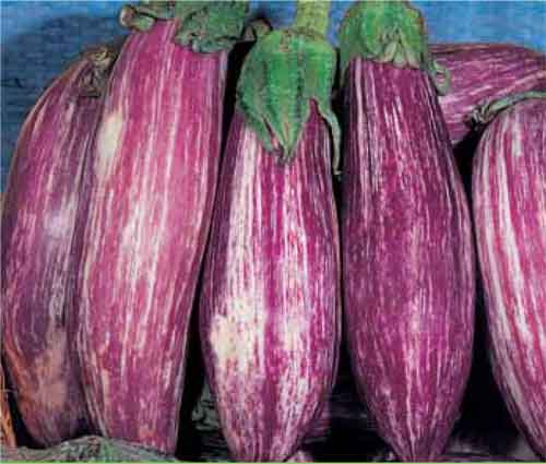 Eggplant 'Greek'