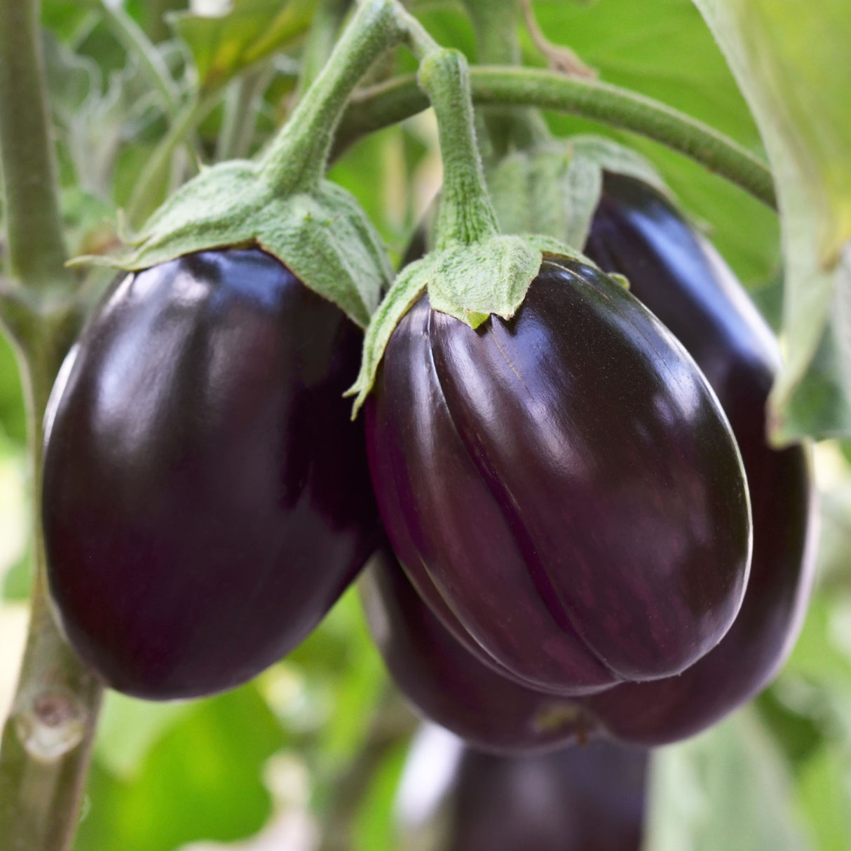 Eggplant 'Black Beauty'