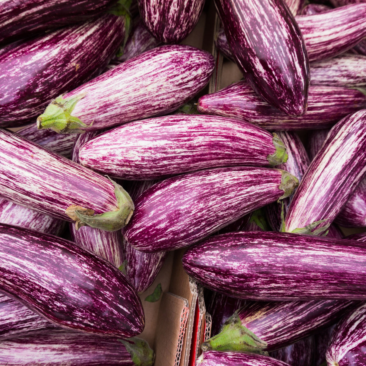 Eggplant 'Greek'