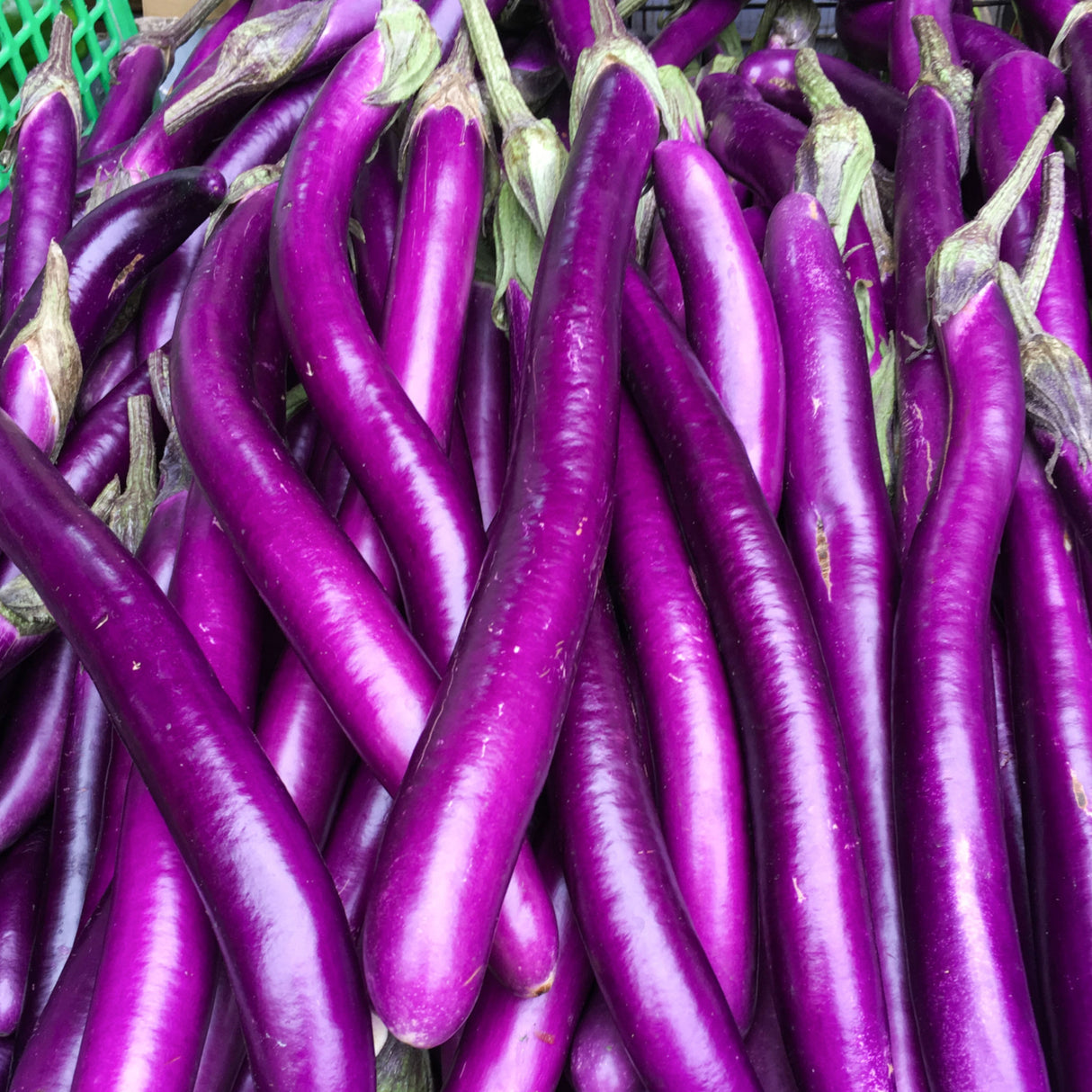 Eggplant 'Ping Tung Long'