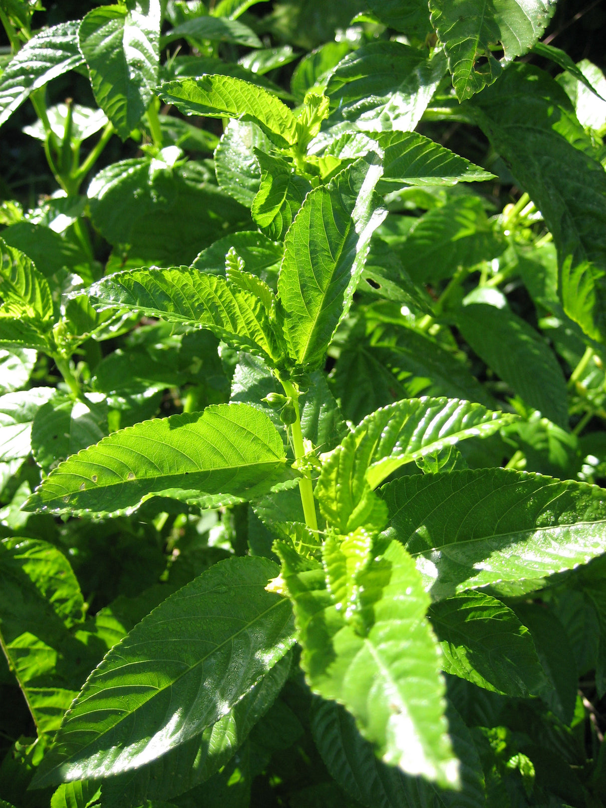 Egyptian Spinach