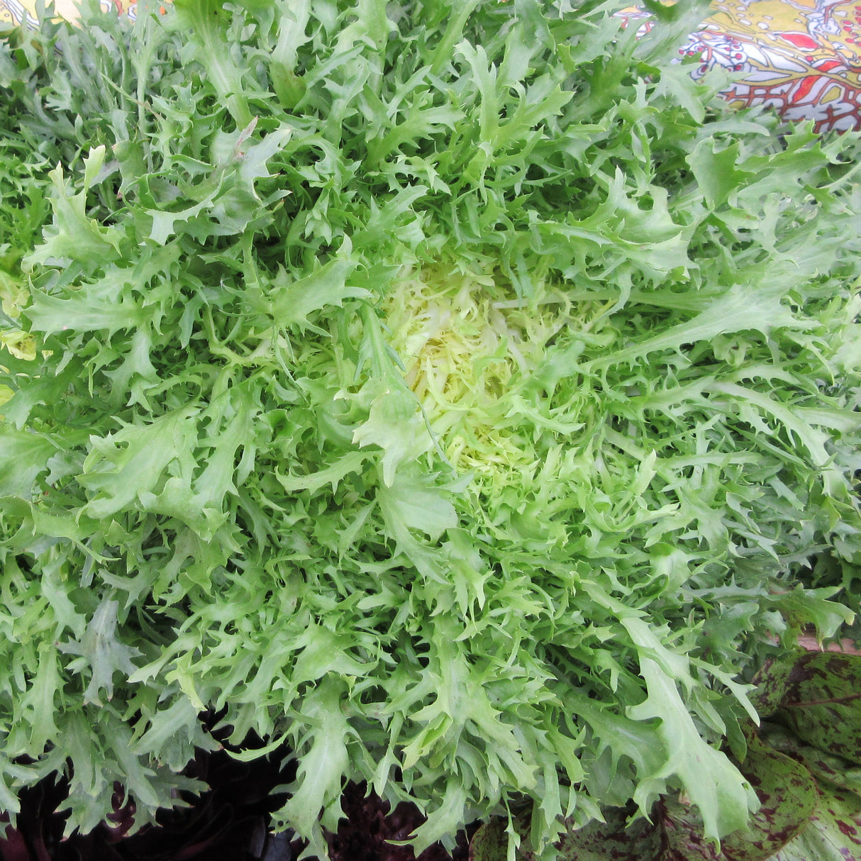 Endive 'Pancalieri Fine Cut'