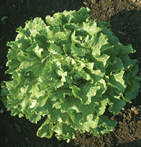 Escarole 'Eros'