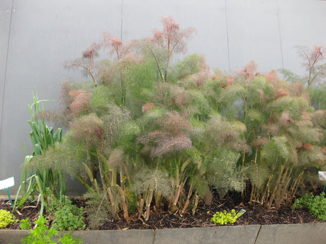 Fennel 'Bronze'