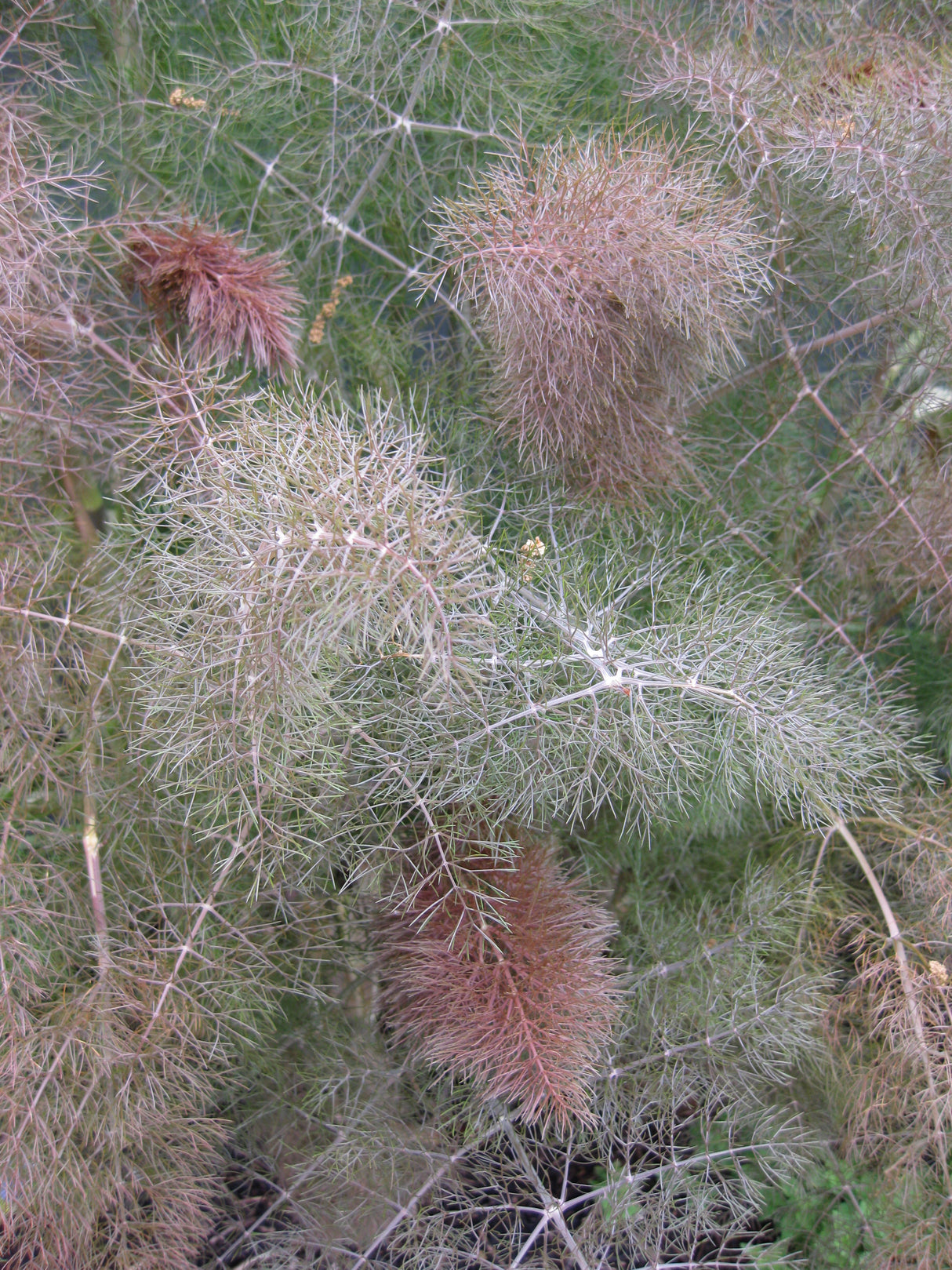 Fennel 'Bronze'