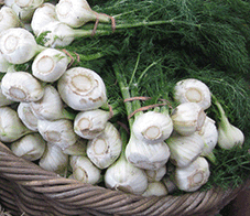 Florence Fennel 'Romanesco'