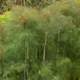 Fennel 'Bronze'