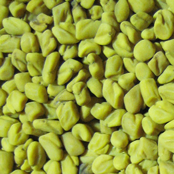 Fenugreek