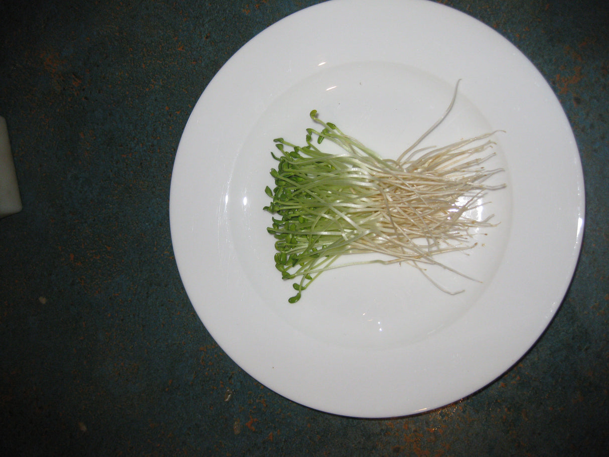 Fenugreek Sprouting