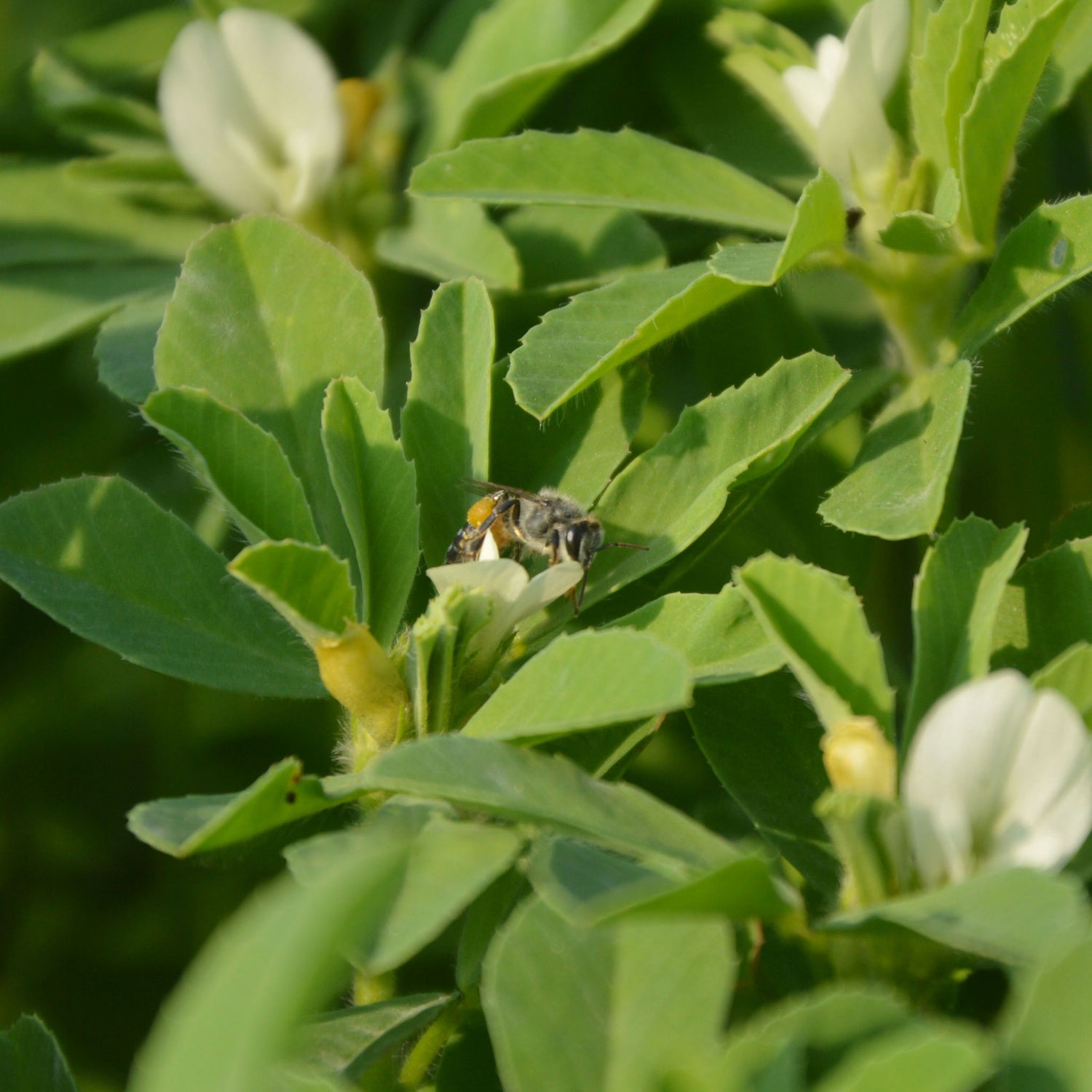 methi seed plant Fenugreek – Green Harvest