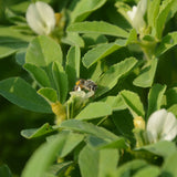 Fenugreek