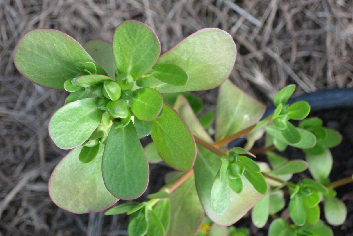 Golden Purslane