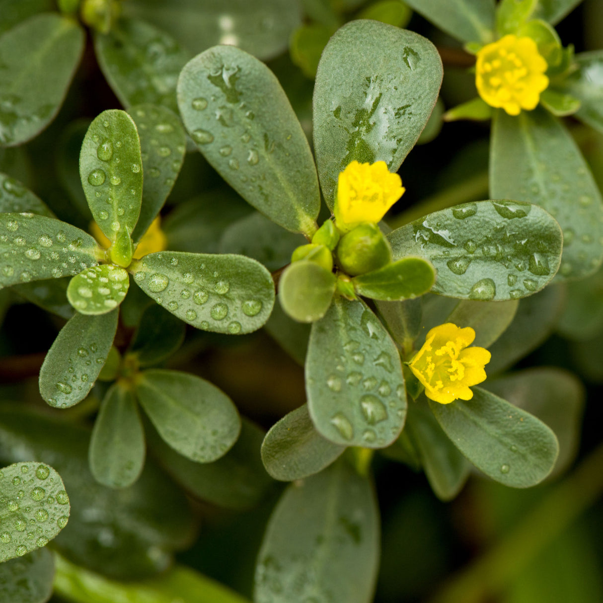 Golden Purslane