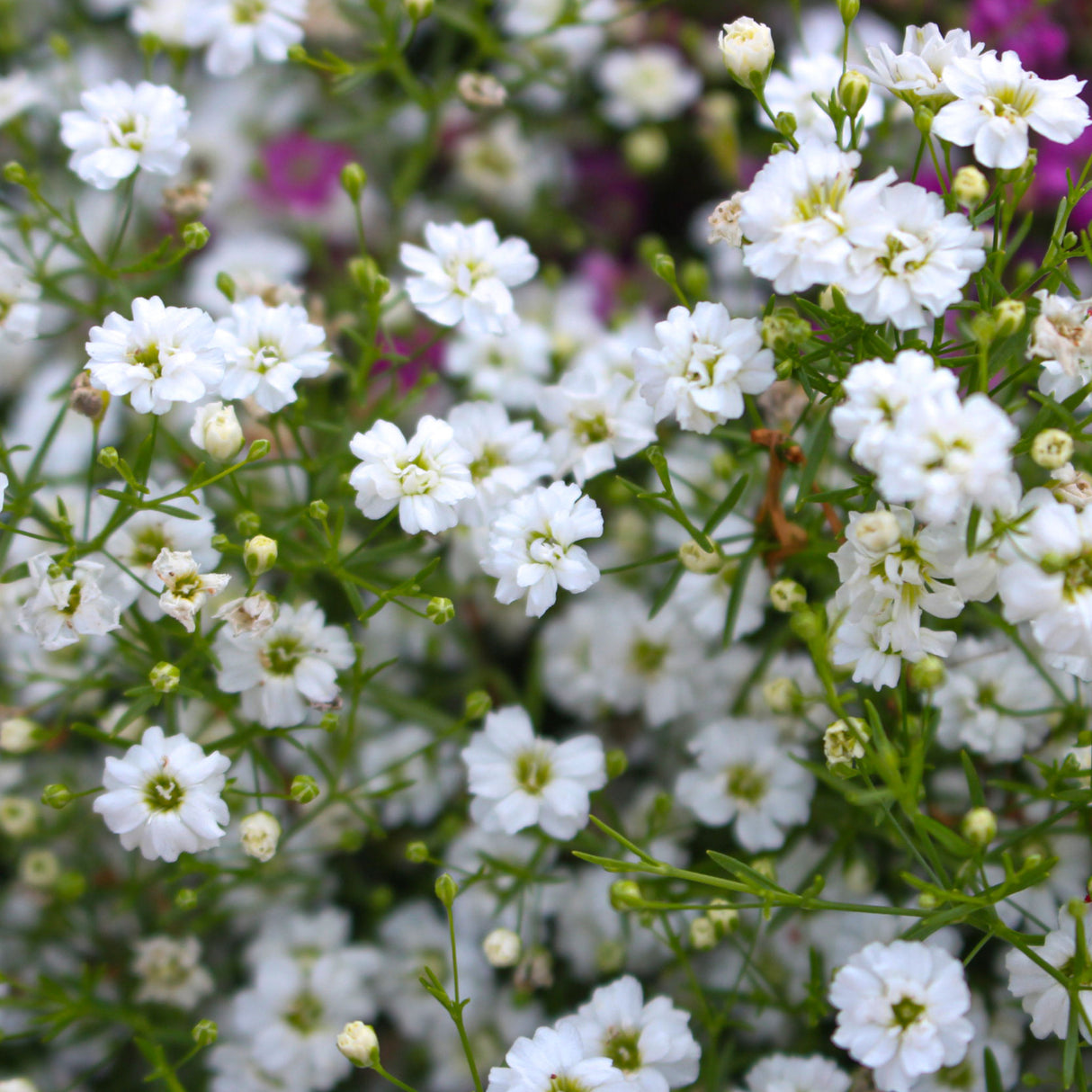 Gypsophila 'Covent Garden'