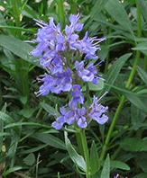 Hyssop