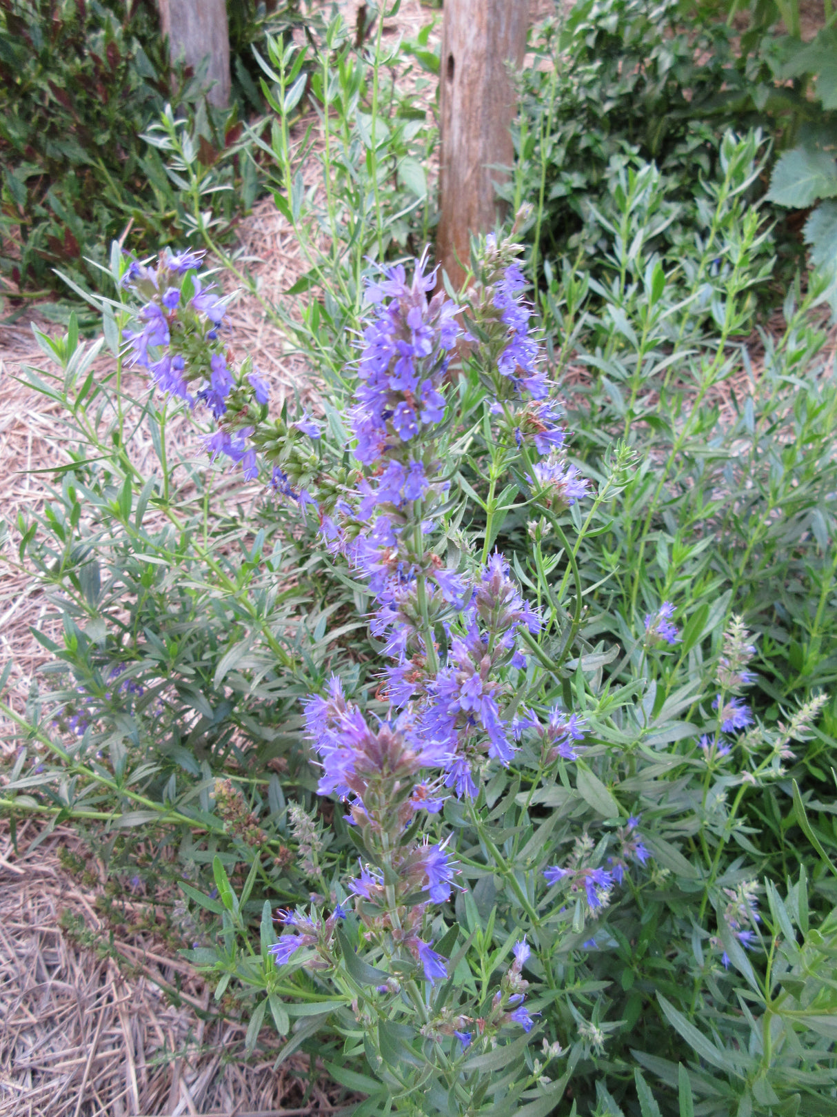 Hyssop