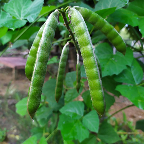 Jicama