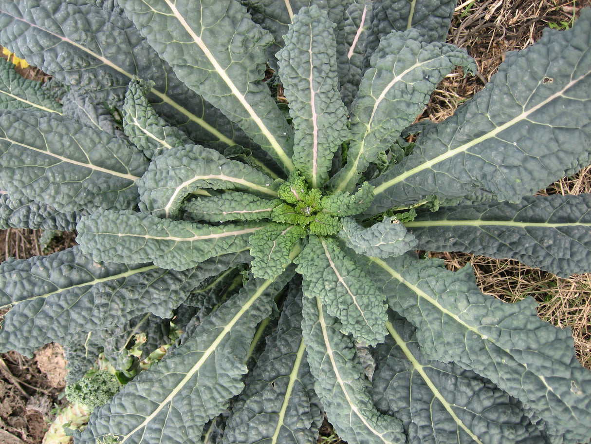 Kale 'Cavolo Nero'