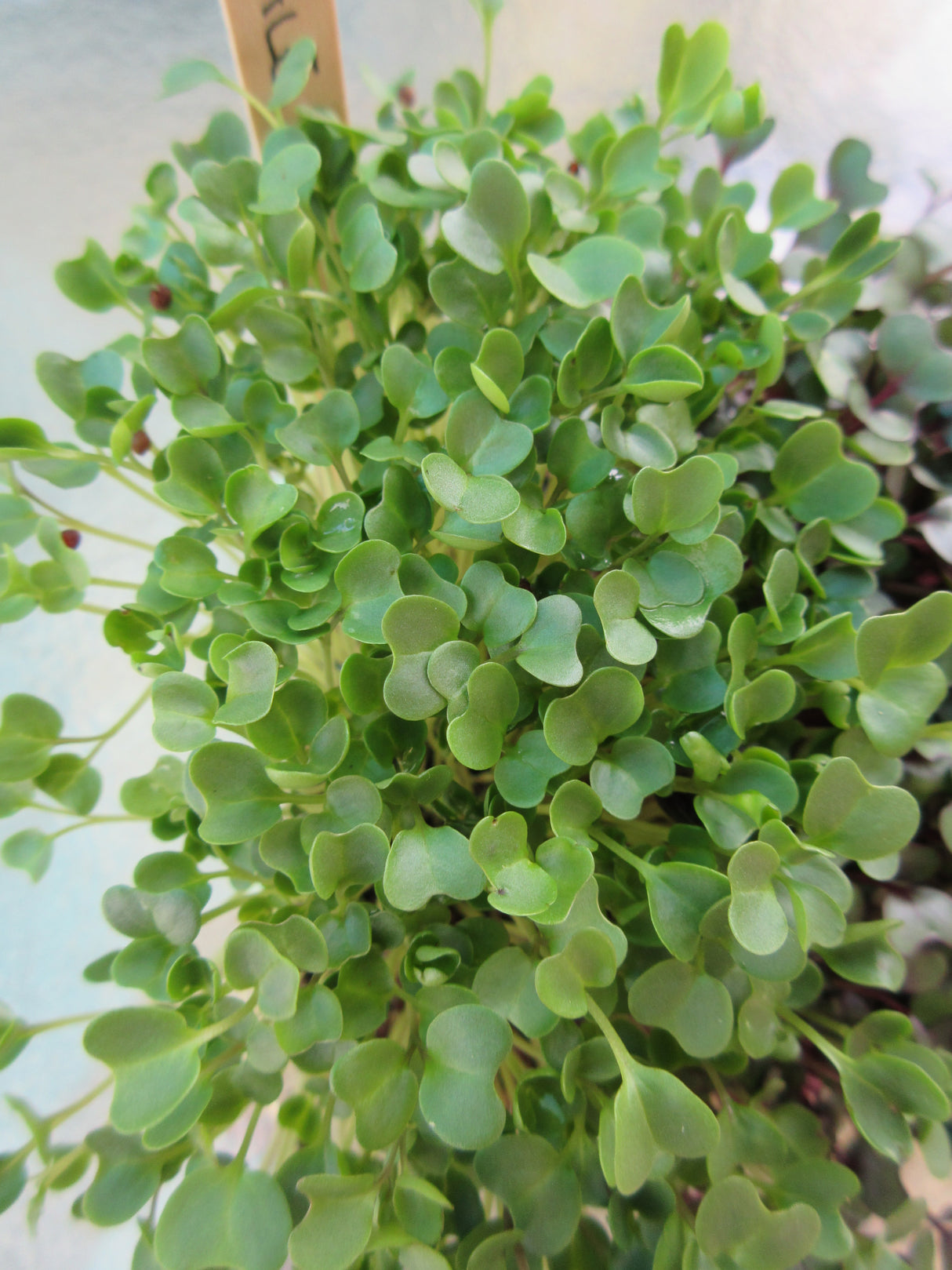 Kale Microgreens