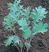 Kale 'Red Russian'