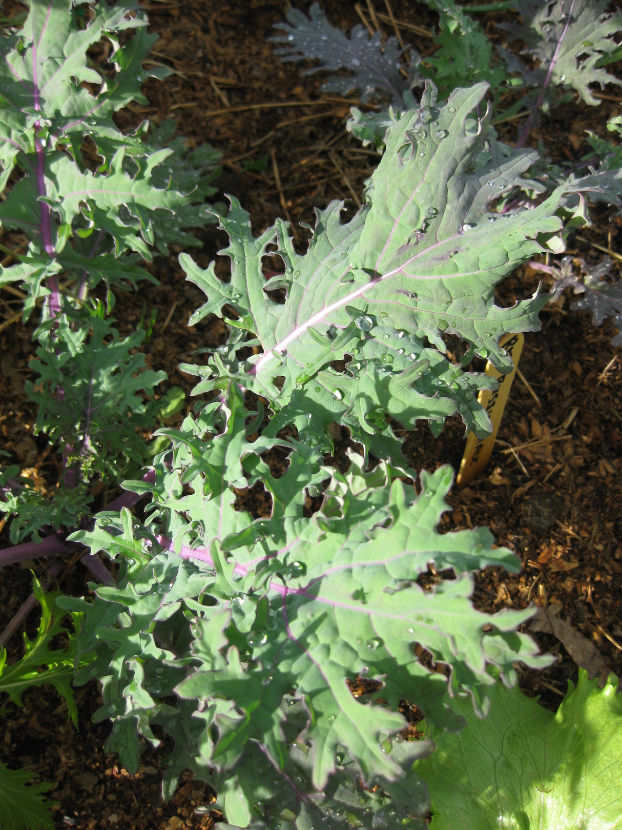 Kale 'Red Russian'