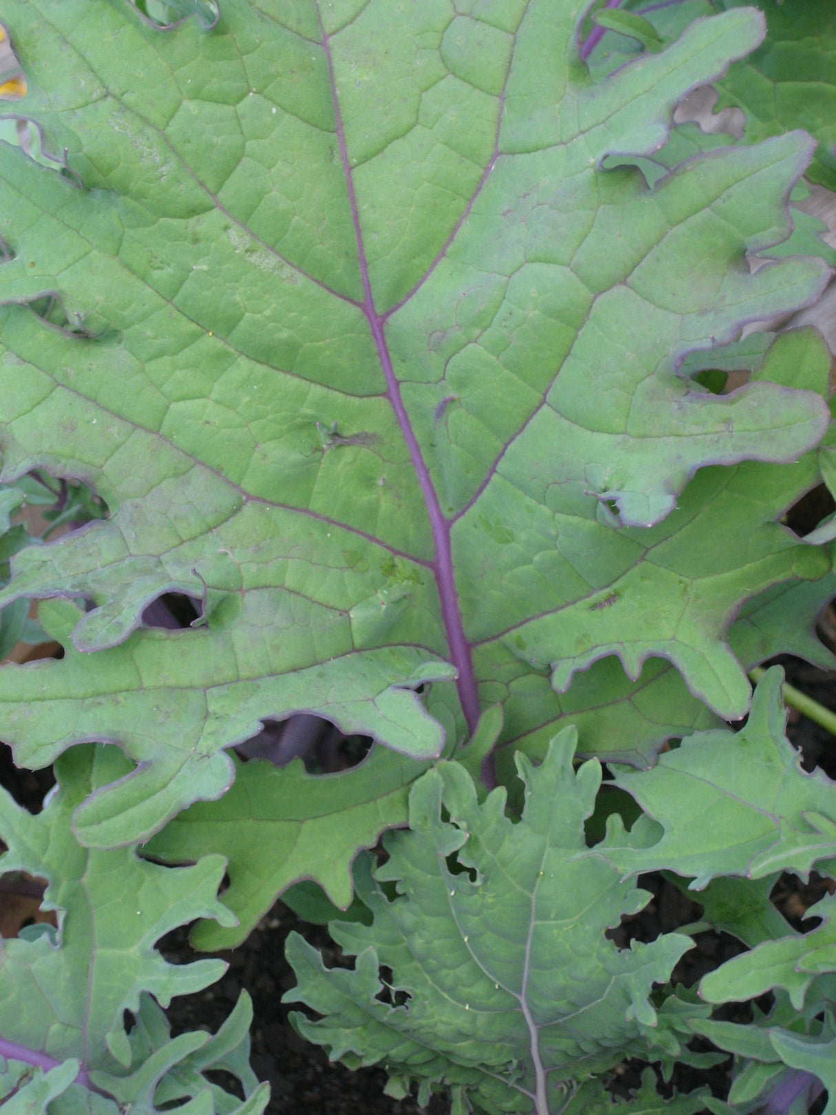 Kale 'Red Winter'