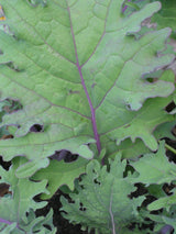 Kale 'Red Winter'