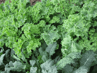 Kale 'Blue Curled Scotch'